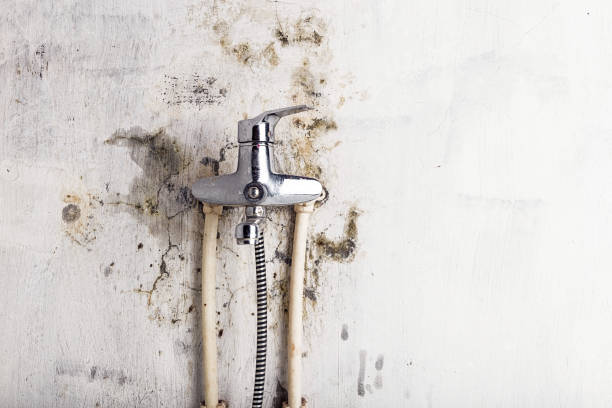 Best White Mold Remediation in Cedar Glen West, NJ