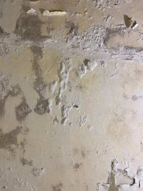 Best Crawl Space Mold Remediation in Cedar Glen West, NJ