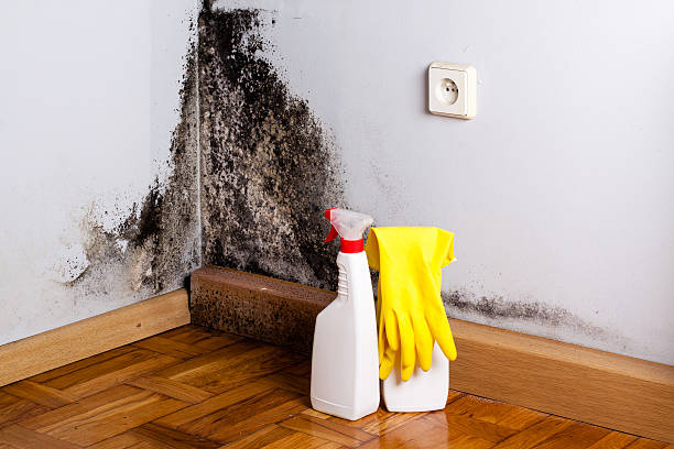 Best Black Mold Remediation in Cedar Glen West, NJ