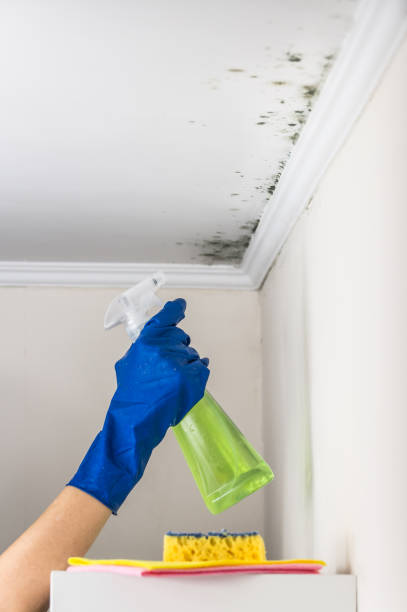 Best Bathroom Mold Remediation in Cedar Glen West, NJ