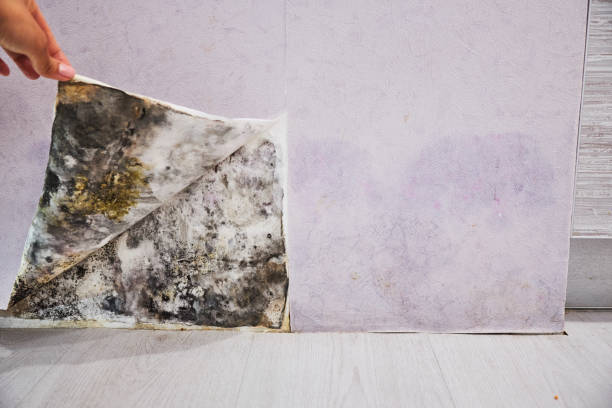 Best Emergency Mold Remediation in Cedar Glen West, NJ